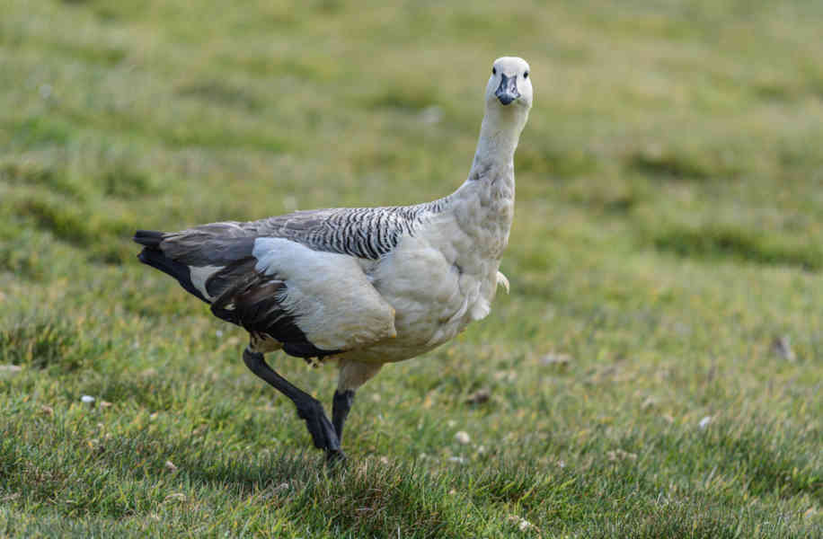 Ganso de Montaña - islas Falkland o Malvinas 01.jpg